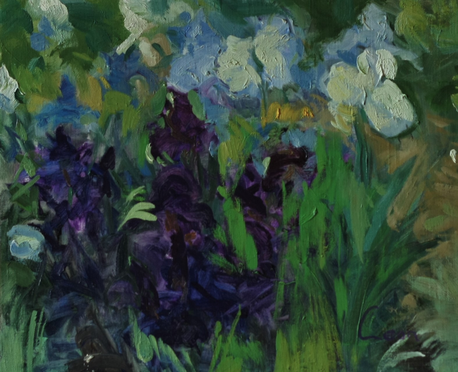 Holiday irises